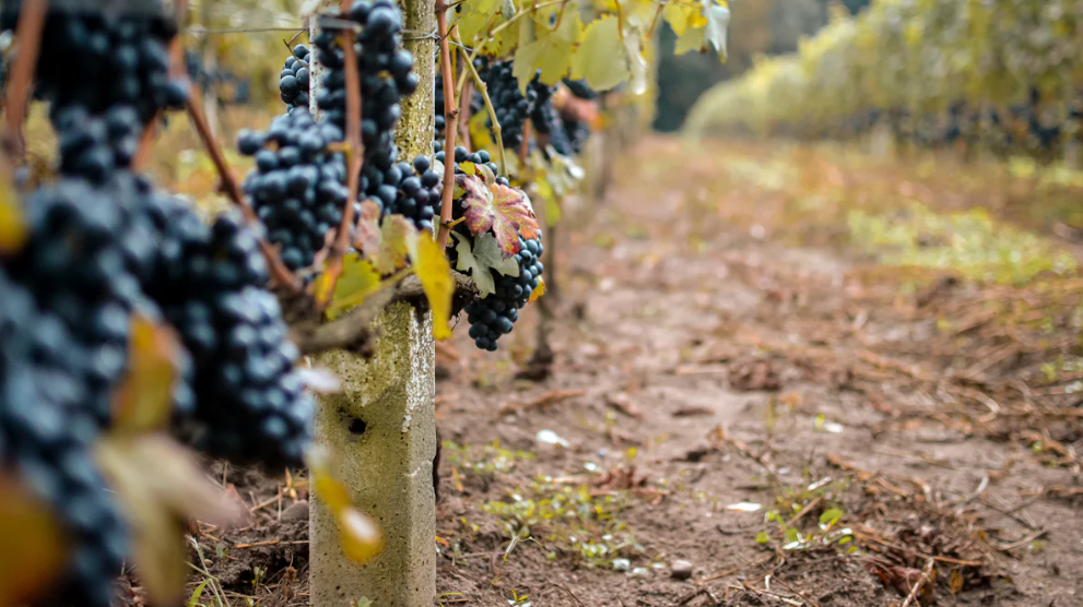 grape seed extract-SRBio grape seed extract-SRBio